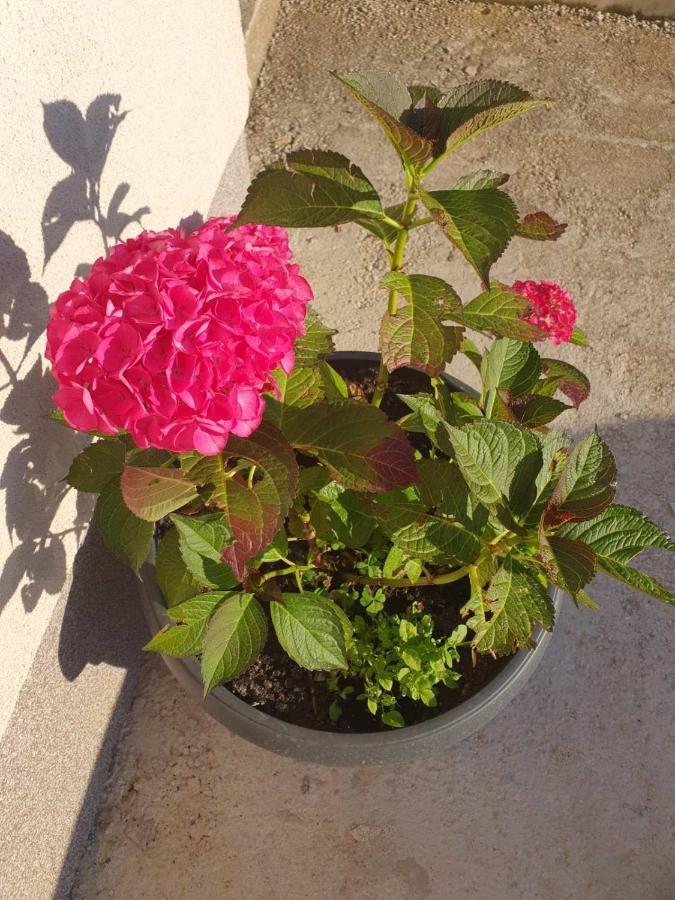 סראייבו House Apartment Azra מראה חיצוני תמונה